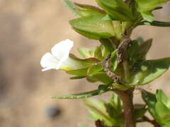 Bacopa crenata
