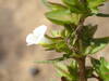 Bacopa crenata - Photo (c) Sylvain Piry, some rights reserved (CC BY-NC), uploaded by Sylvain Piry