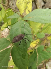 Urochela quadrinotata