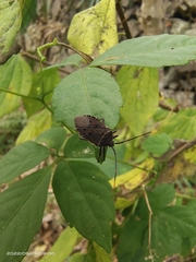 Urochela quadrinotata