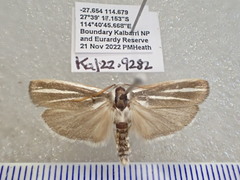 Xyloryctidae
