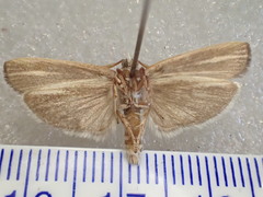 Xyloryctidae
