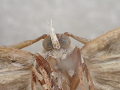 Xyloryctidae