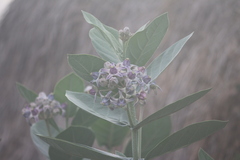 Calotropis gigantea