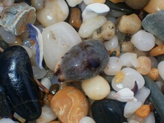 Purpuradusta gracilis