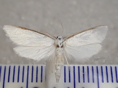 Xylorycta amphileuca