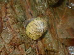 Nerita plicata