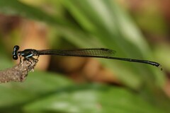 Prodasineura collaris