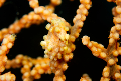 Hippocampus bargibanti