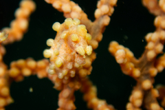 Hippocampus bargibanti