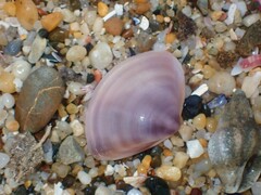 Austromactra contraria