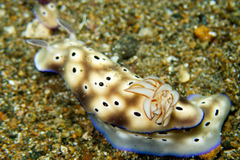 Hypselodoris tryoni