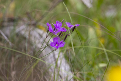 Thysanotus tuberosus
