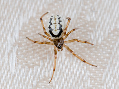 Steatoda albomaculata