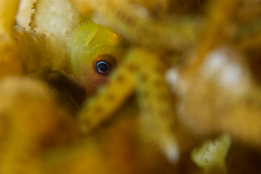 Paragobiodon xanthosoma