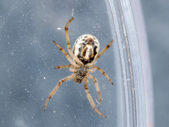 Steatoda albomaculata
