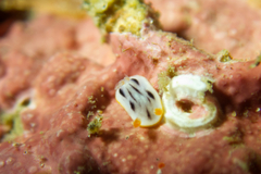 Chromodoris strigata
