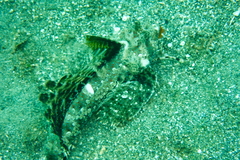 Dactylopus dactylopus