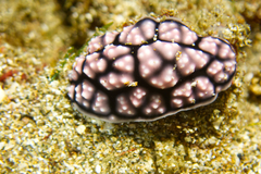 Phyllidiella