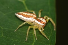 Epocilla calcarata