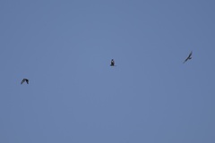 Aquila spilogaster