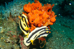 Chromodoris joshi