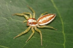 Epocilla calcarata