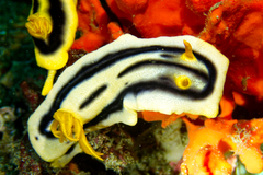 Chromodoris joshi
