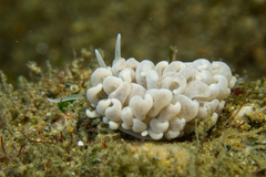 Phyllodesmium parangatum