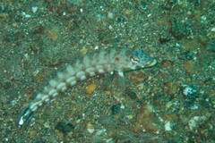 Parapercis clathrata