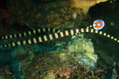 Dunckerocampus dactyliophorus