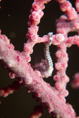 Hippocampus bargibanti