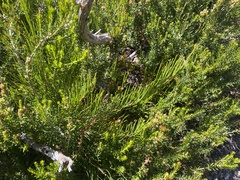 Allocasuarina zephyrea