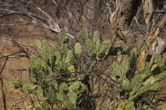 Opuntia stricta stricta