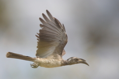 Lophoceros nasutus