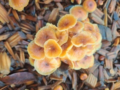 Xeromphalina campanella