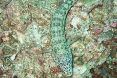 Parapercis clathrata
