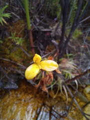Disa aurata