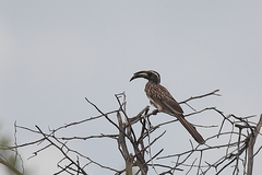 Lophoceros nasutus