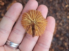 Xeromphalina campanella