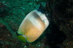 Chaetodon kleinii