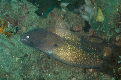 Gymnothorax thyrsoideus