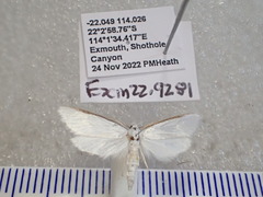 Xylorycta amphileuca