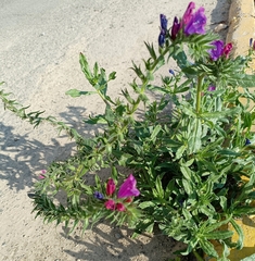Echium sabulicola decipiens