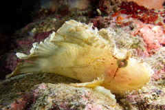 Taenianotus triacanthus