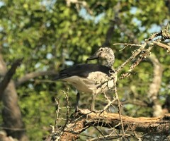 Sarkidiornis melanotos