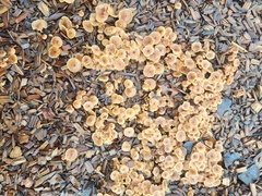 Xeromphalina campanella