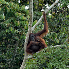 Pongo pygmaeus morio