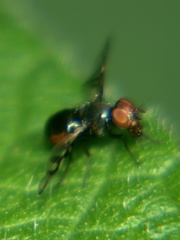 Rivellia euxestoides