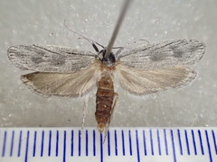 Xyloryctidae